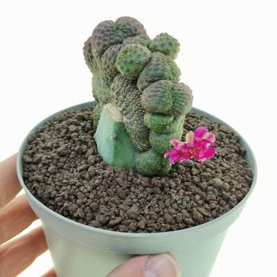 Sulcorebutia rauschii f. violacidermis crestata