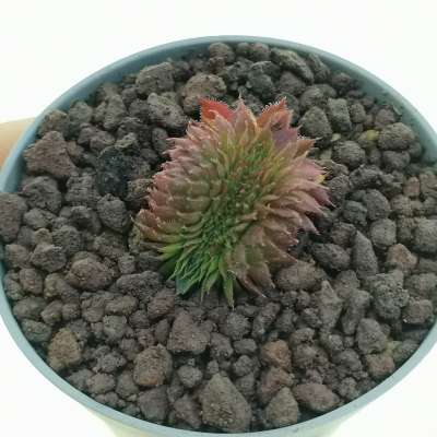Sempervivum sp. f. crestata