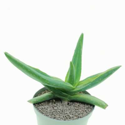 Aloe striata f. mostruosa variegata - Giromagi