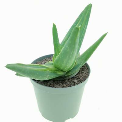 Aloe striata f. mostruosa variegata - Giromagi