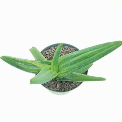 Aloe striata f. mostruosa variegata - Giromagi