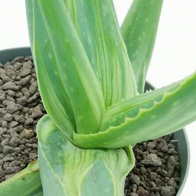 Aloe striata f. mostruosa variegata - Giromagi