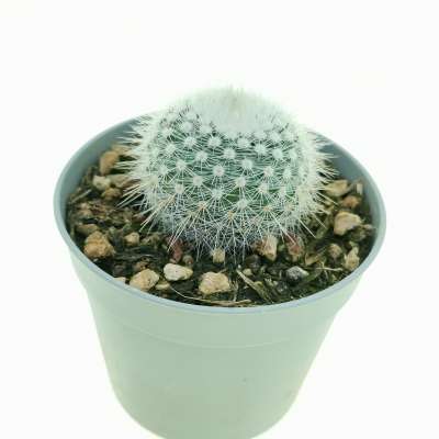 Notocactus scopa var. albispinus - Giromagi