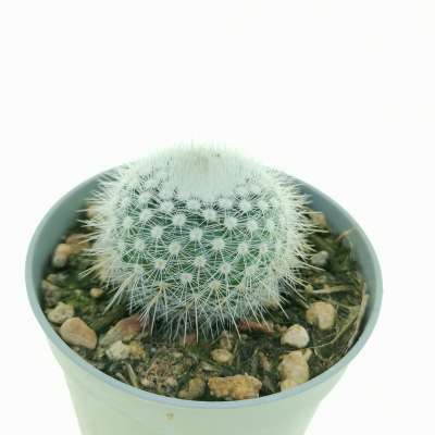 Notocactus scopa var. albispinus - Giromagi