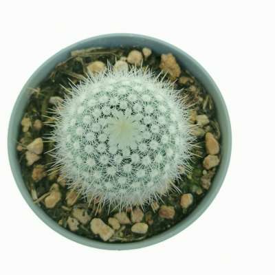 Notocactus scopa var. albispinus - Giromagi