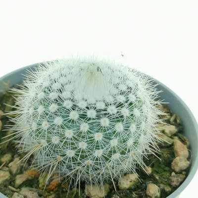Notocactus scopa var. albispinus - Giromagi