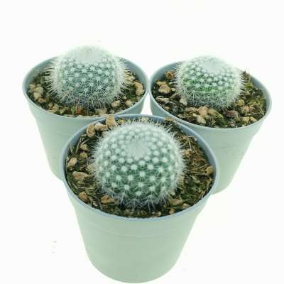 Notocactus scopa var. albispinus - Giromagi