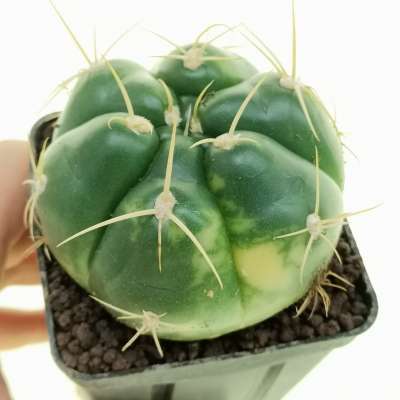 Gymnocalycium denudatum f. variegata (Own roots)