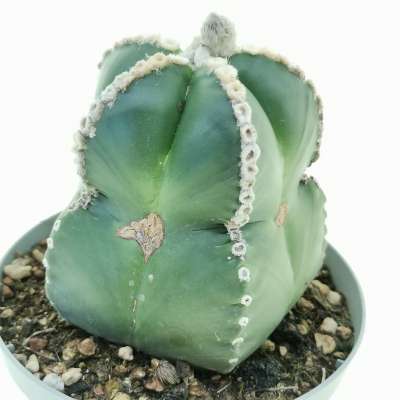 Astrophytum myriostigma cv. Line Areoles nudum - Giromagi