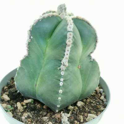 Astrophytum myriostigma cv. Line Areoles nudum - Giromagi