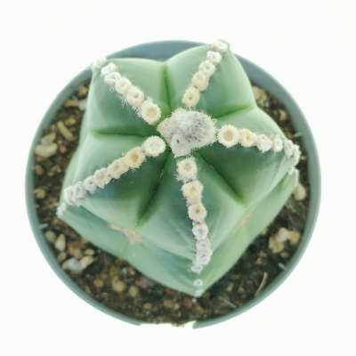 Astrophytum myriostigma cv. Line Areoles nudum - Giromagi