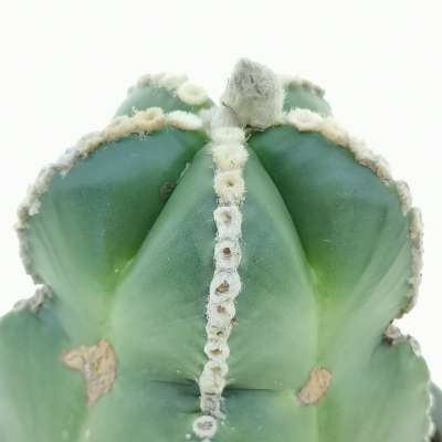 Astrophytum myriostigma cv. Line Areoles nudum - Giromagi