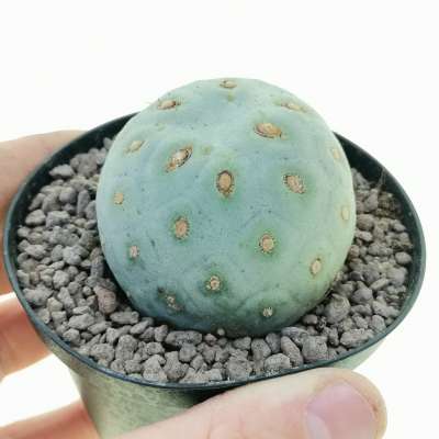 Tephrocactus geometricus