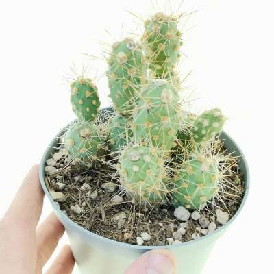 Tephrocactus kuehnrichianus var. applanatus