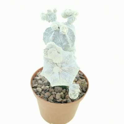 Astrophytum myriostigma cv. Onzuka f. dicotomica - Giromagi