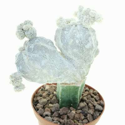 Astrophytum myriostigma cv. Onzuka f. dicotomica - Giromagi