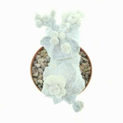 Astrophytum myriostigma cv. Onzuka f. dicotomica - Giromagi