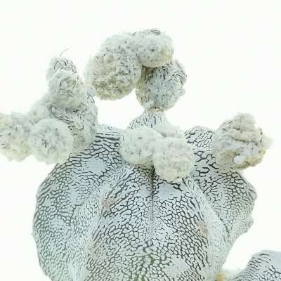 Astrophytum myriostigma cv. Onzuka f. dicotomica - Giromagi