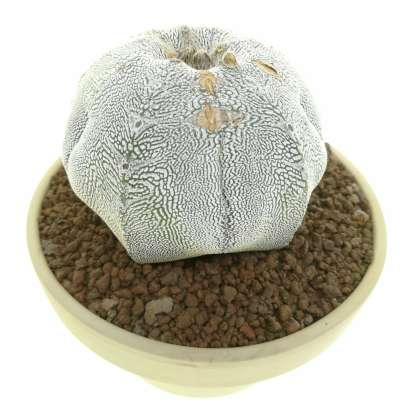 Astrophytum myriostigma cv. Onzuka Blind form V-type - Giromagi