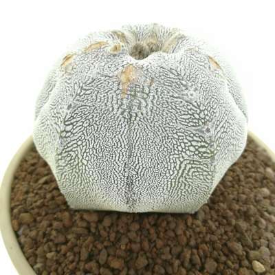 Astrophytum myriostigma cv. Onzuka Blind form V-type - Giromagi