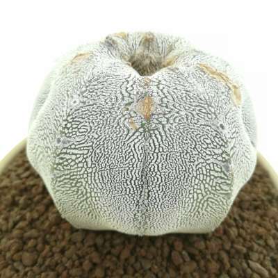 Astrophytum myriostigma cv. Onzuka Blind form V-type - Giromagi