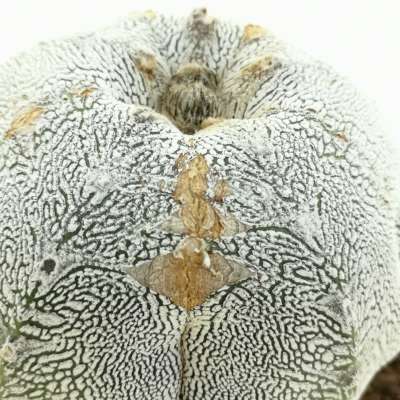 Astrophytum myriostigma cv. Onzuka Blind form V-type - Giromagi
