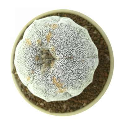 Astrophytum myriostigma cv. Onzuka Blind form V-type - Giromagi