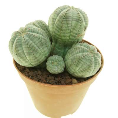 Euphorbia obesa f. politomica - Giromagi