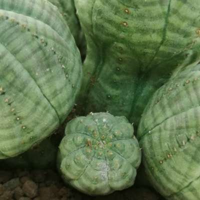 Euphorbia obesa f. politomica - Giromagi