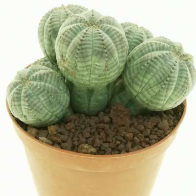 Euphorbia obesa f. politomica - Giromagi