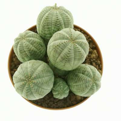Euphorbia obesa f. politomica - Giromagi