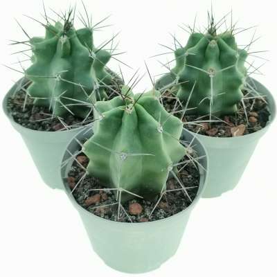 Echinocereus triglochidiatus - Giromagi