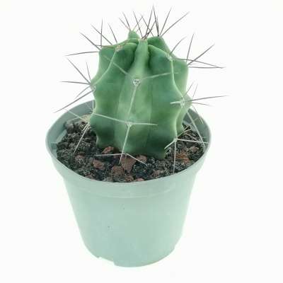 Echinocereus triglochidiatus - Giromagi