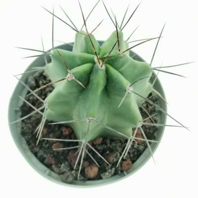 Echinocereus triglochidiatus - Giromagi