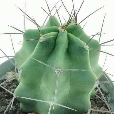 Echinocereus triglochidiatus - Giromagi