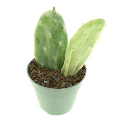 Opuntia cochenillifera f. variegata - Giromagi