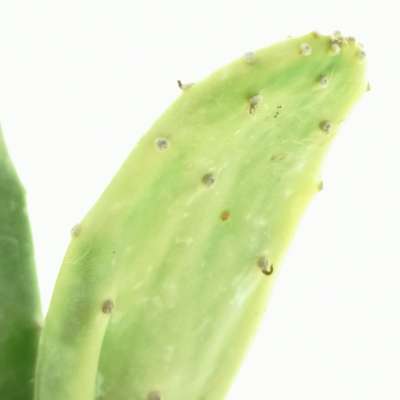 Opuntia cochenillifera f. variegata - Giromagi