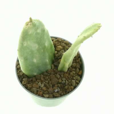 Opuntia cochenillifera f. variegata - Giromagi