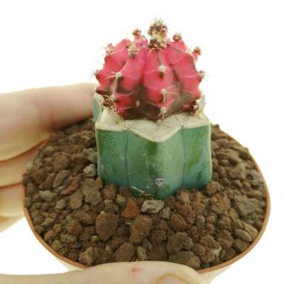 Gymnocalycium mihanovichii f. variegata 'Pink Diamond'
