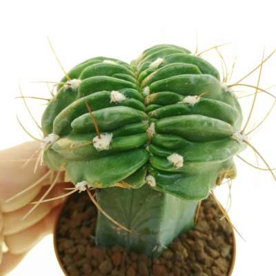 Lobivia pentlandii f. crestata