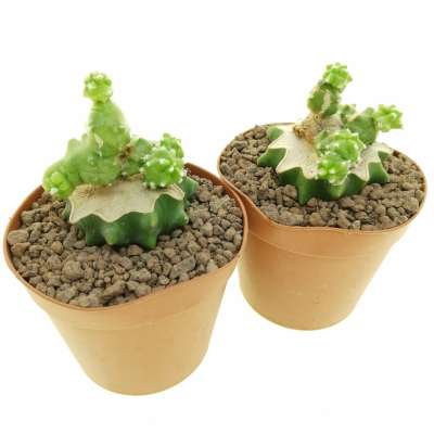 Echinocereus pentalophus f. mostruosa - Giromagi