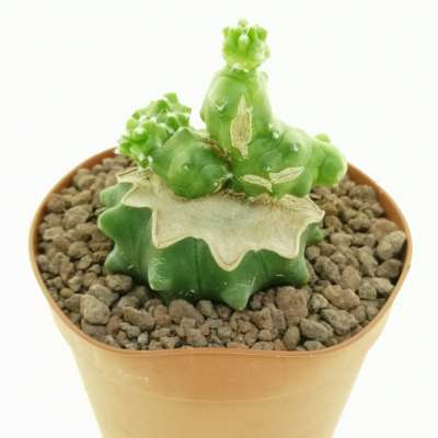 Echinocereus pentalophus f. mostruosa - Giromagi