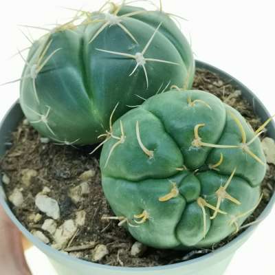 Gymnocalycium horstii f. mostruosa