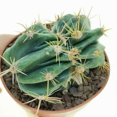 Ferocactus echidne f. crestata