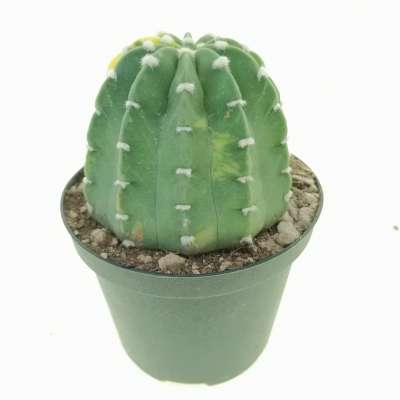Echinopsis subdenudata f. variegata - Giromagi