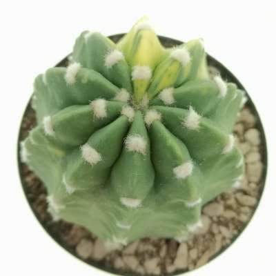 Echinopsis subdenudata f. variegata - Giromagi