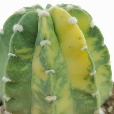 Echinopsis subdenudata f. variegata - Giromagi