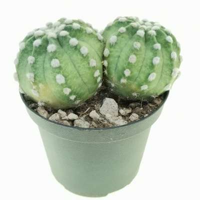 Echinopsis subdenudata f. variegata dicotomica - Giromagi