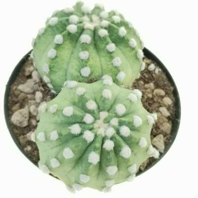 Echinopsis subdenudata f. variegata dicotomica - Giromagi