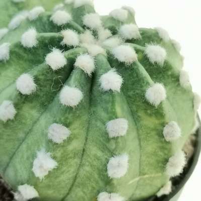 Echinopsis subdenudata f. variegata dicotomica - Giromagi